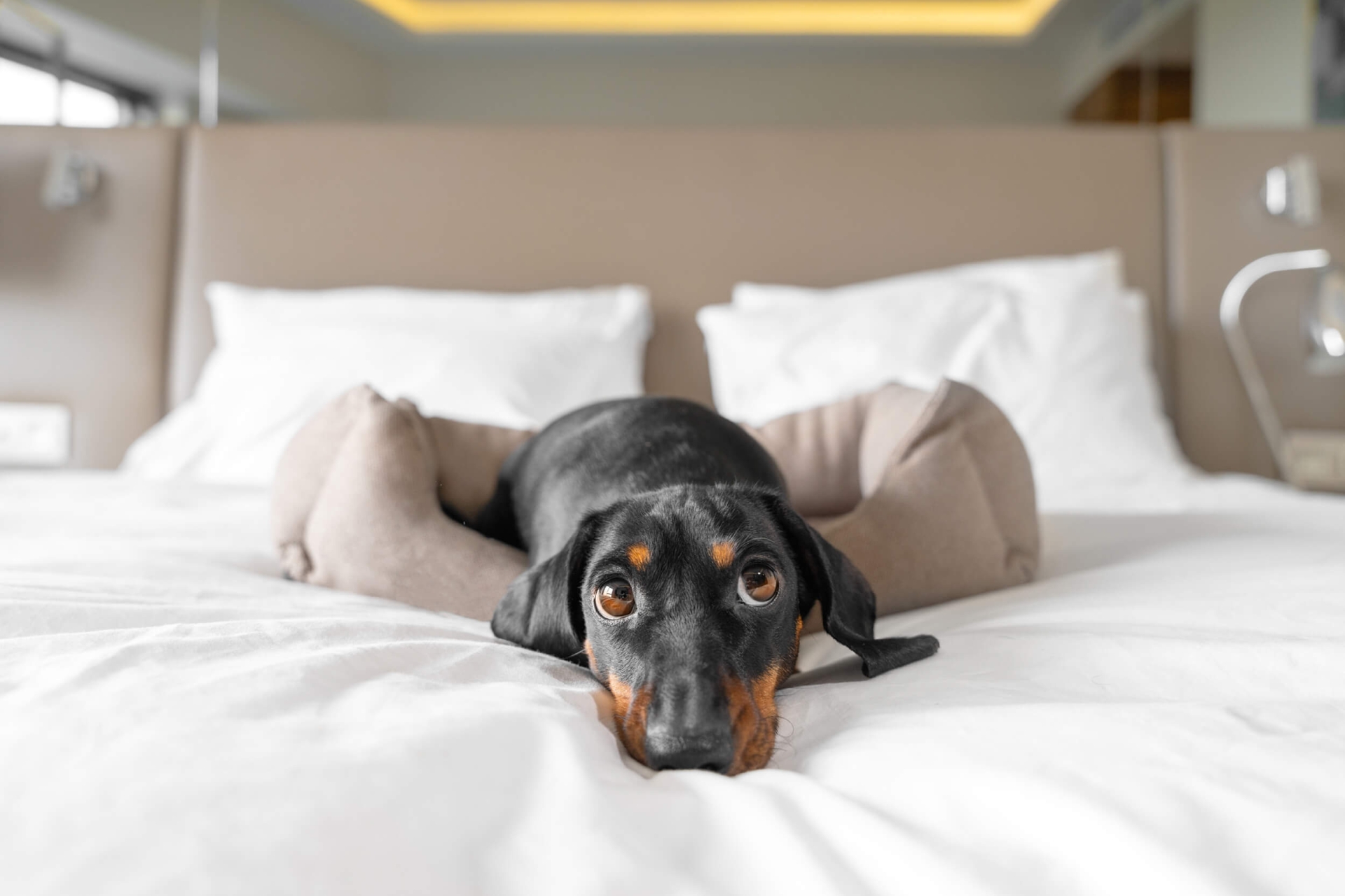 small dog laying on bed