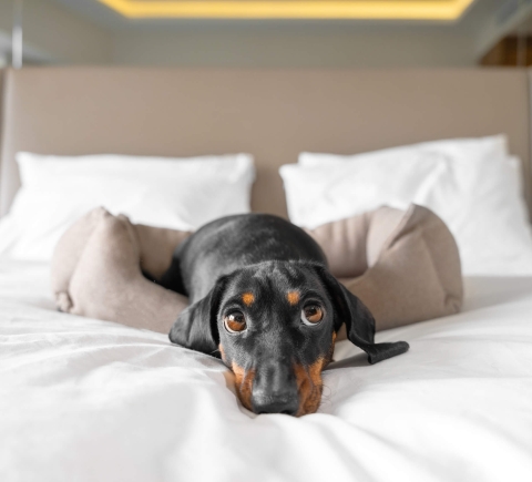 small dog laying on bed