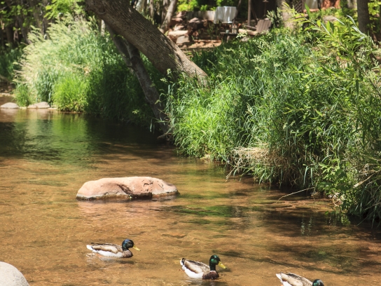 L'Auberge - Guest Activity - Duck Feeding