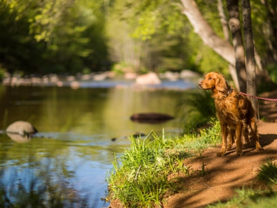 A golden-colored dog on a leash stands attentively on the grassy bank of Oak Creek in a sunlit, wooded area.